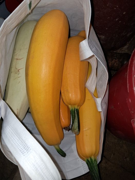De vanzare dovlecei de casa in zona Buza-Gherla-Dej