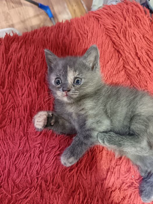 Продам котёнка британка