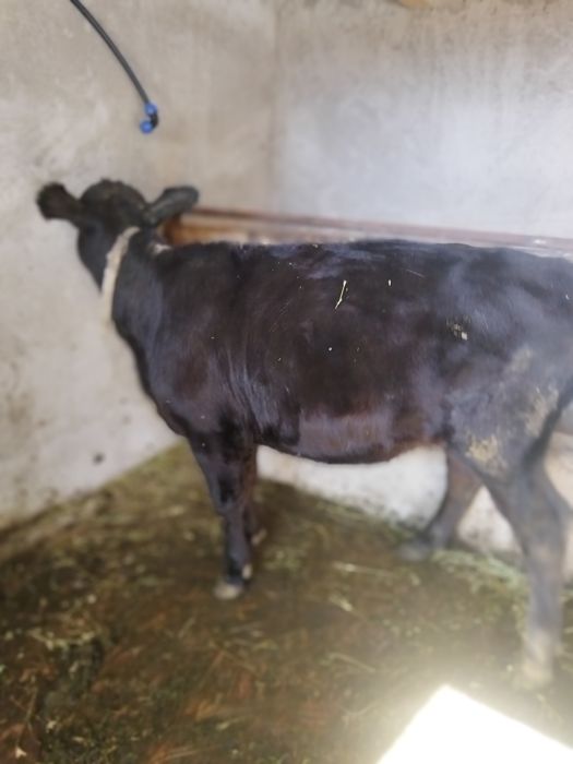 De vanzare vitica angus