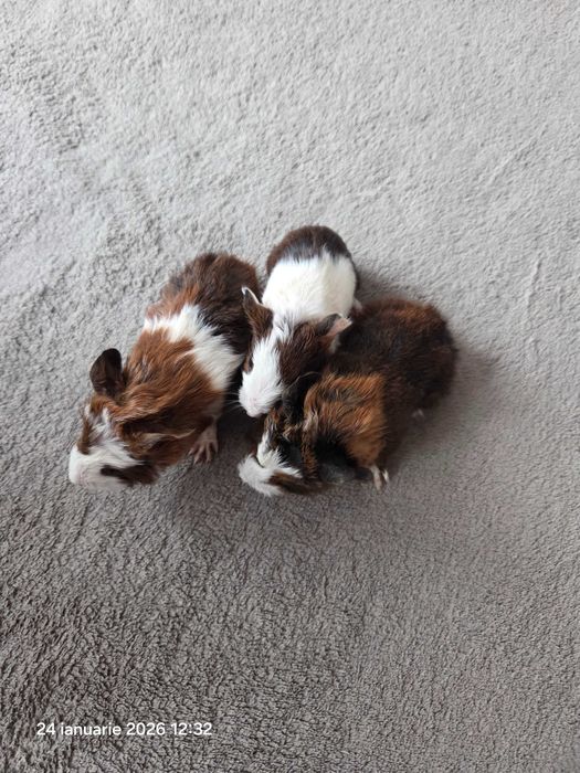 Donez porcusor de Guineea