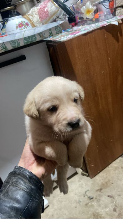 Продаётся щенка…