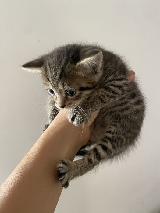 бритаская короткошерстная котят девочки