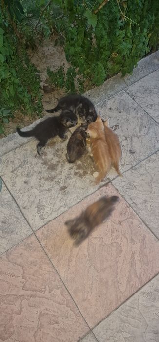 Кошки котята кошки