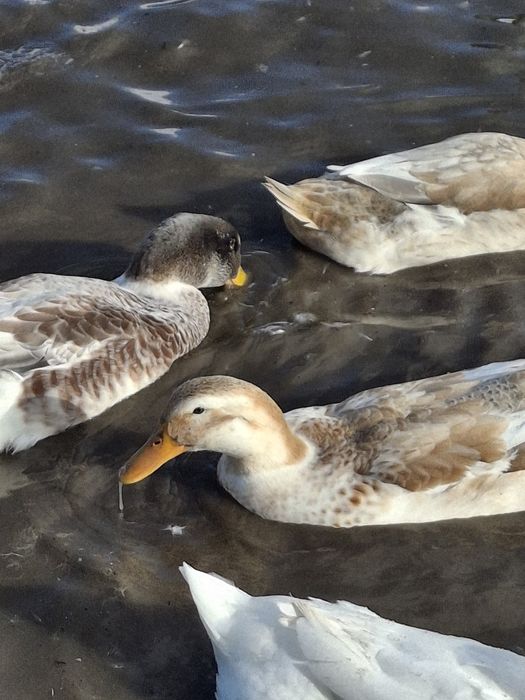 Утки и утаки разные 50 шт