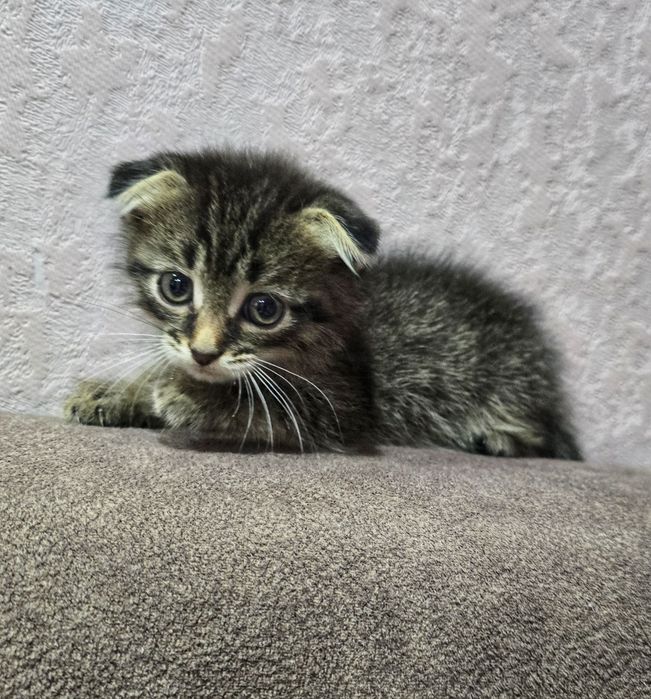 Шотландский котёнок. мальчик .