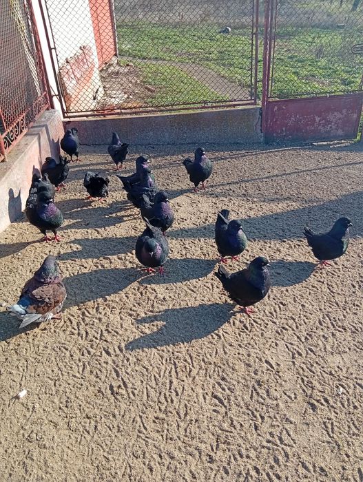 Vand porumbei rasa king negrii