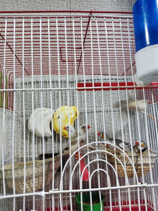 Продаются Амадины