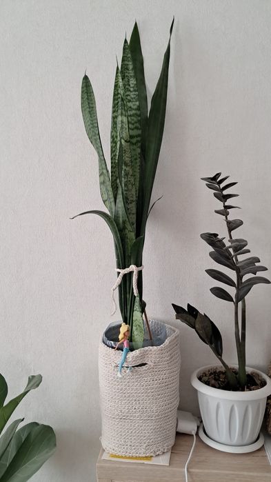 Продам денежное дерево домашнее растение