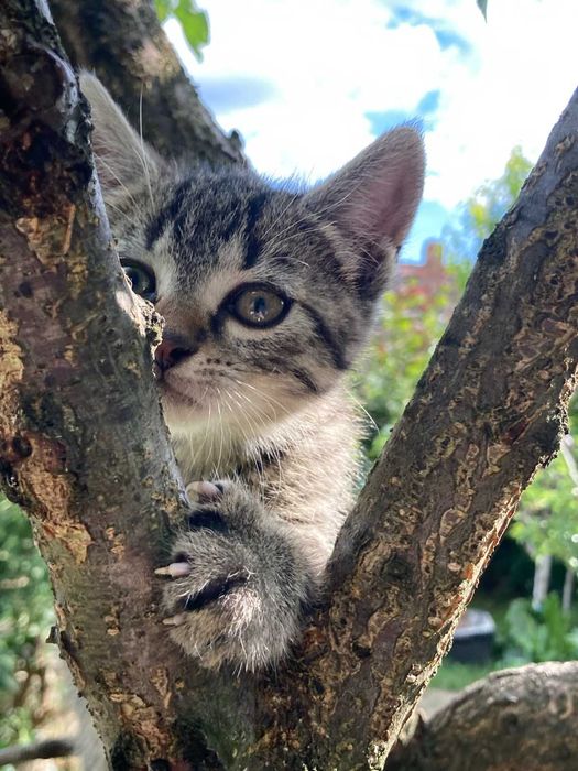 Donez pui de pisica pentru adoptie, pisicute de adoptat, puiut de pisicuta gratis