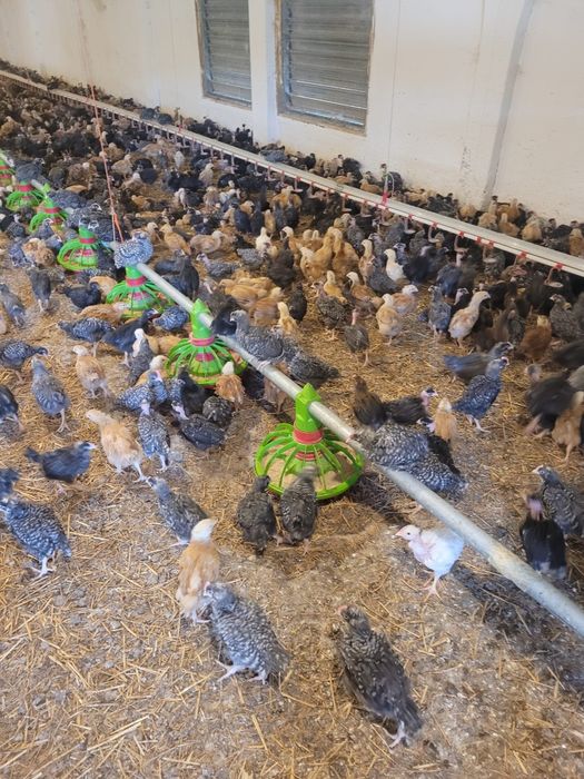 Pui de carne și rasa mixtă