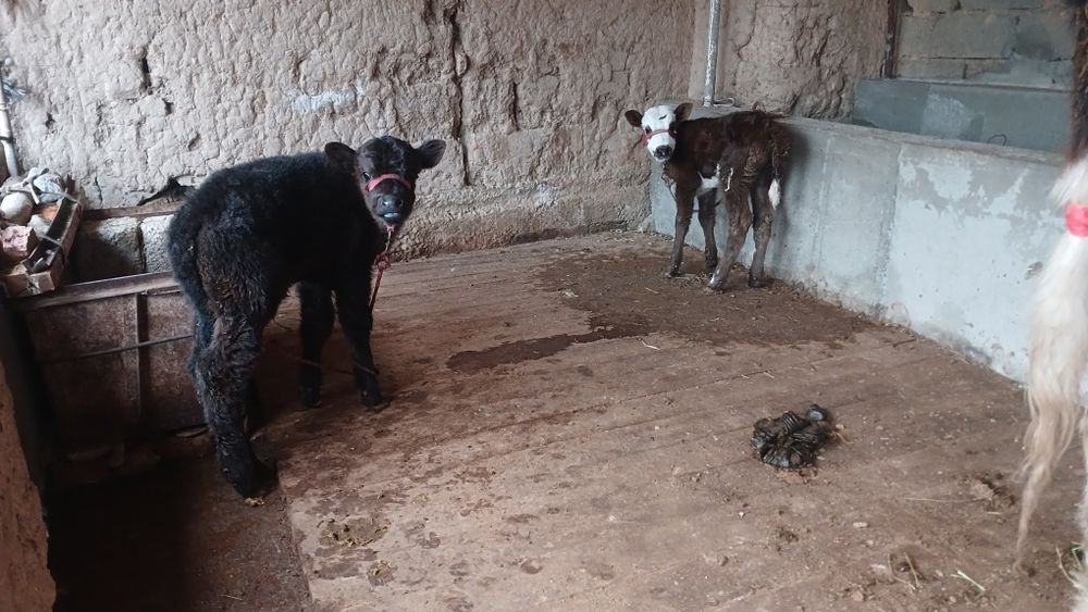 Бұзпулы сиыр сатылады туркестан