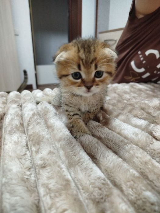 Ласковые, нежные малыши Скотиш фолд и страйт