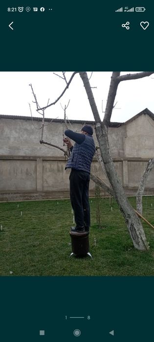 Archa kesish dorilash xizmati