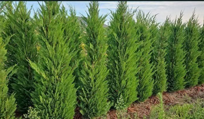 Chiparos leylandii