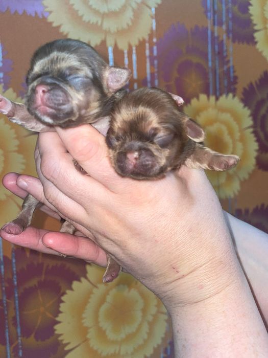 Продам пекинеса