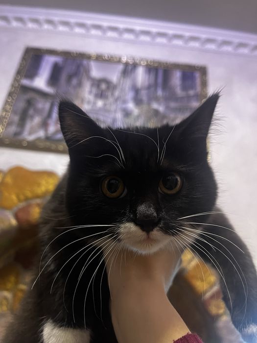 Отдаем котят в добрые руки