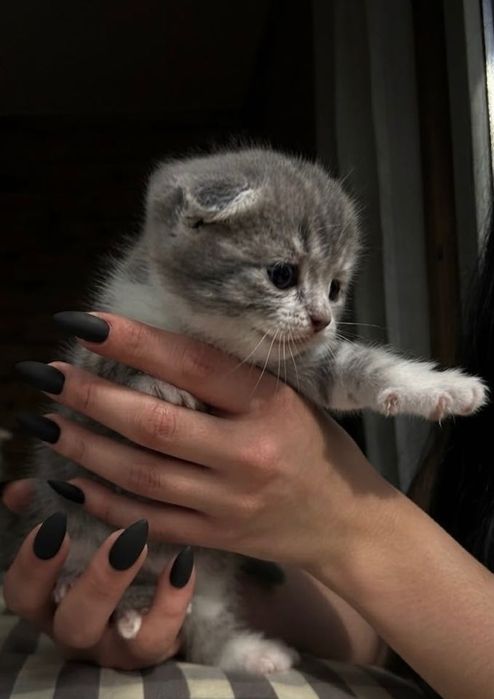 Шотландские вислоухие малыши