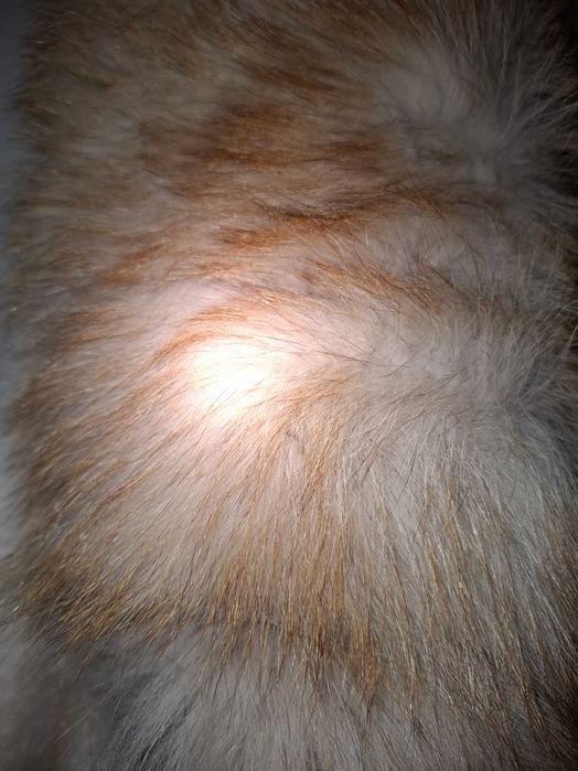 Продавам Палто Ново