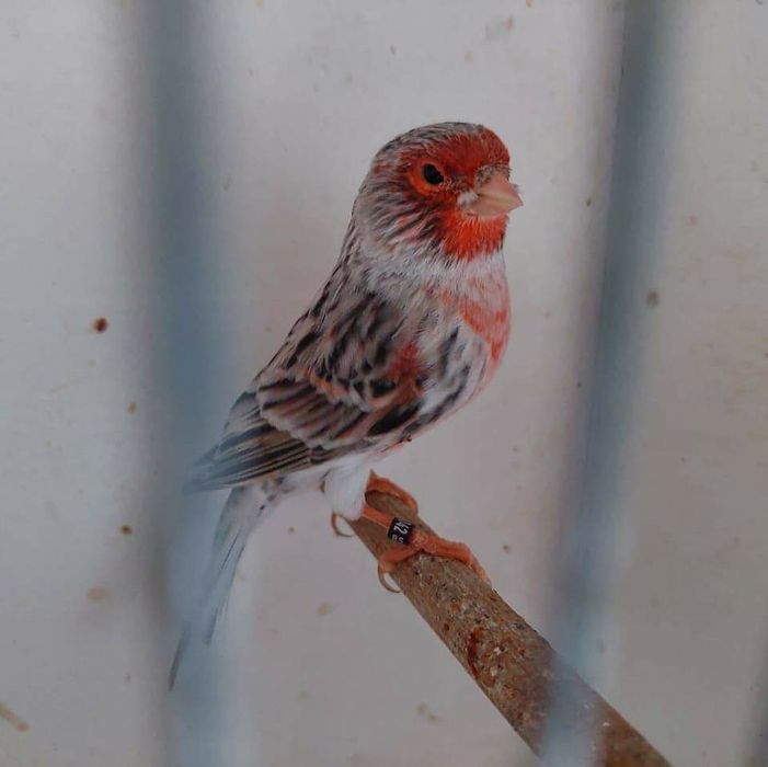 Canari ,hibrizi,indigene