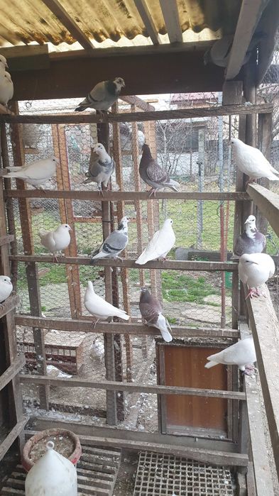 Ocazie! Vand porumbei voiajori albi si de concurs, recent deparazitati