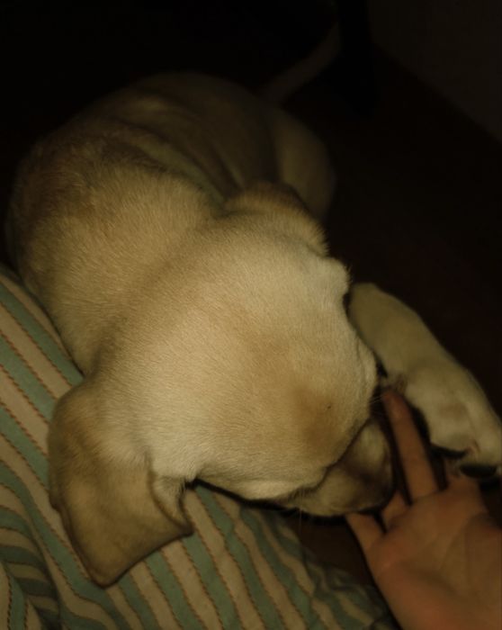 Лабрадор золотистый 6 месяцев