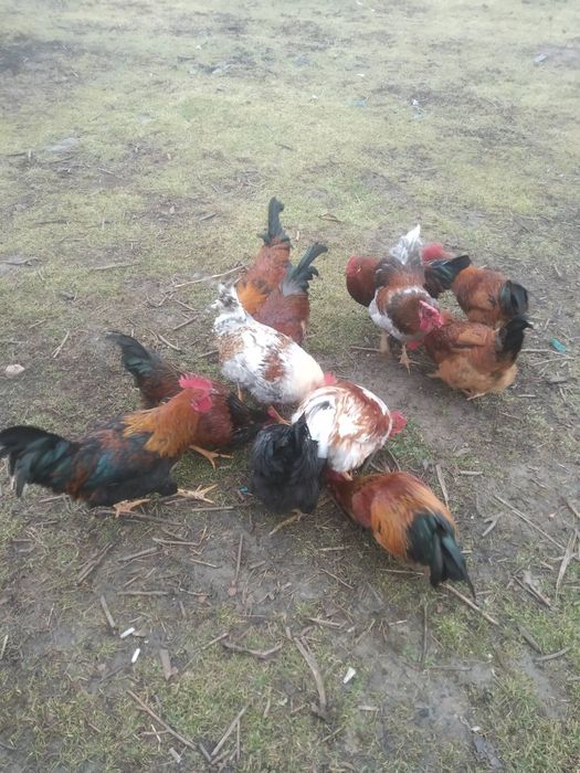 Xoroz sotaman 12 dona