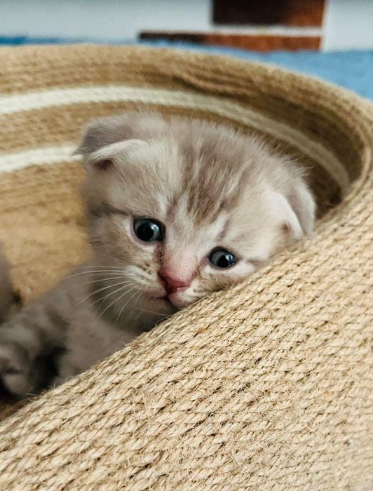 Котята шотландские