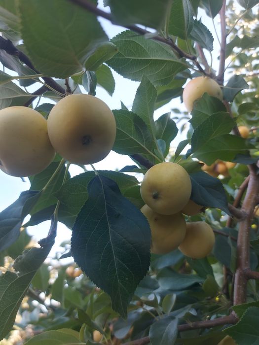 Продам яблоки уралка