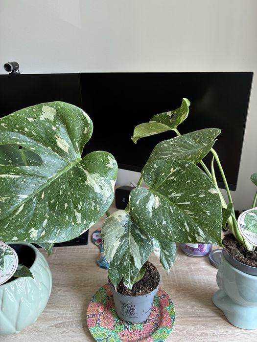 Филодендрон Thai Constelation Monstera Deliciosa Монстера Делисиоса