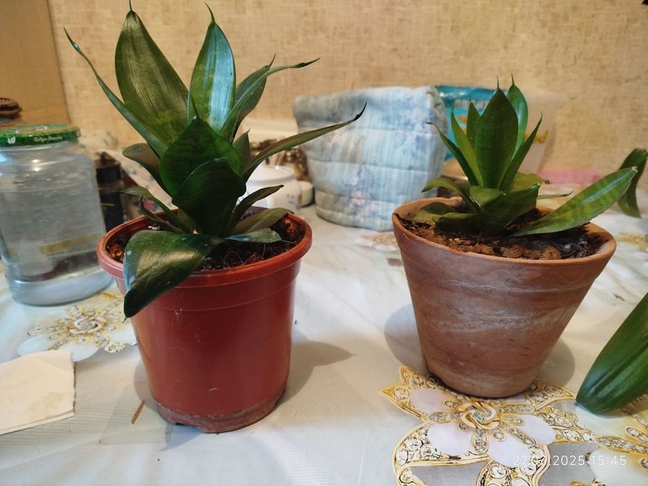 Цветы комнатные домашние