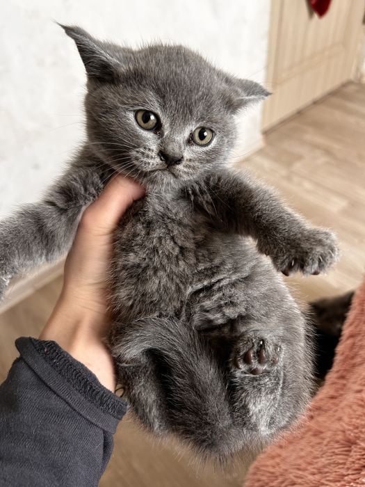 Продаю котенки шотланские