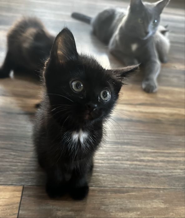 Котята ищут заботливых хозяев.
