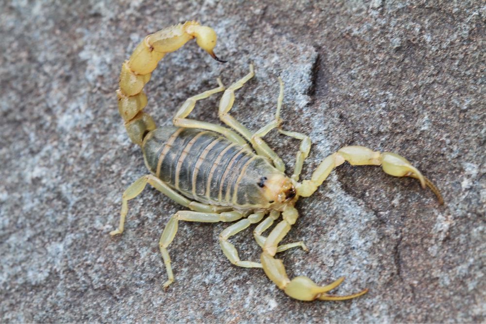 Дезинфекция 24/7 круглосуточный