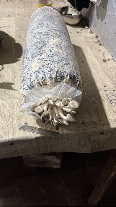 Продам шелуха от семечек , лузга