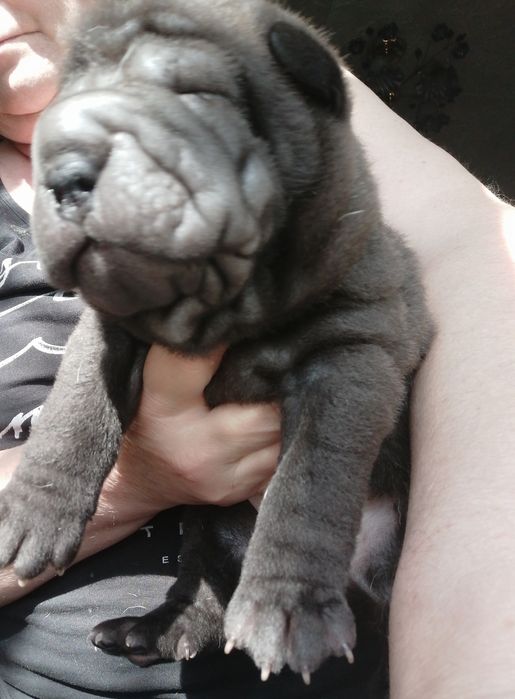 Бронь щенок шарпея.