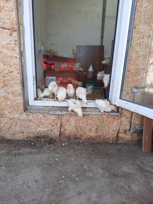 Цыплята суточные