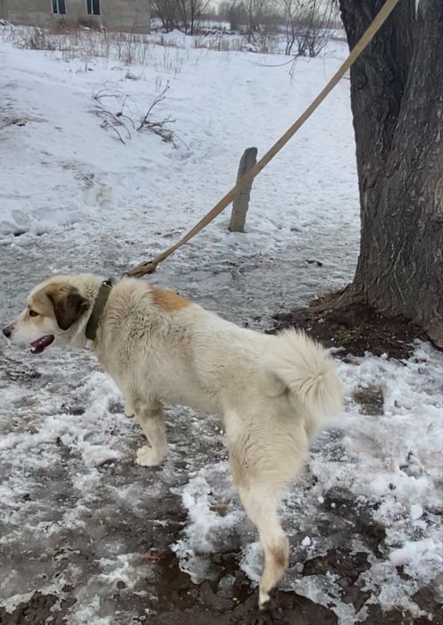 Собака төбет аралас