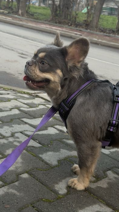 Френски булдог Флъфи .