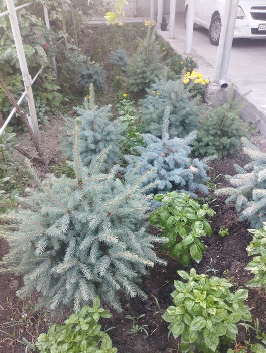 Продам голубой ель