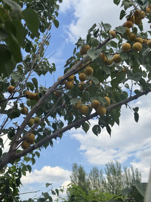 Продам дом со всеми удобствами
