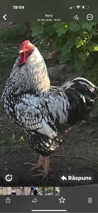 Vand pui/oua wyandotte