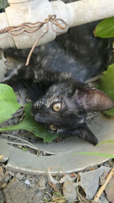 Породистые котята домашние