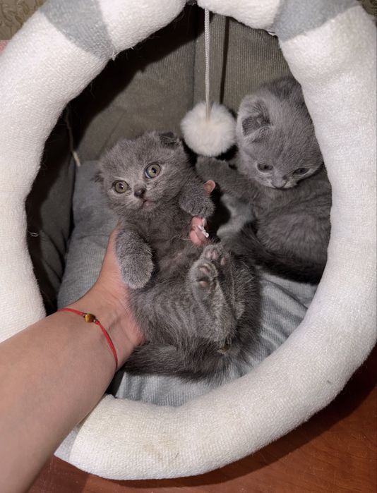 шотландские котята