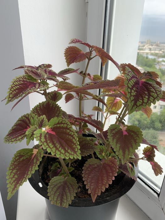 Черный бархат, разного размера