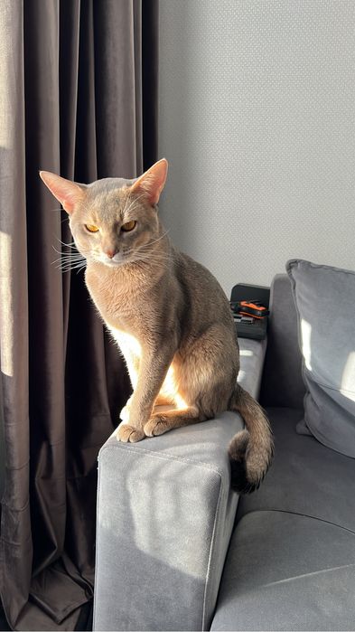 Абиссинец, кот, 2 года