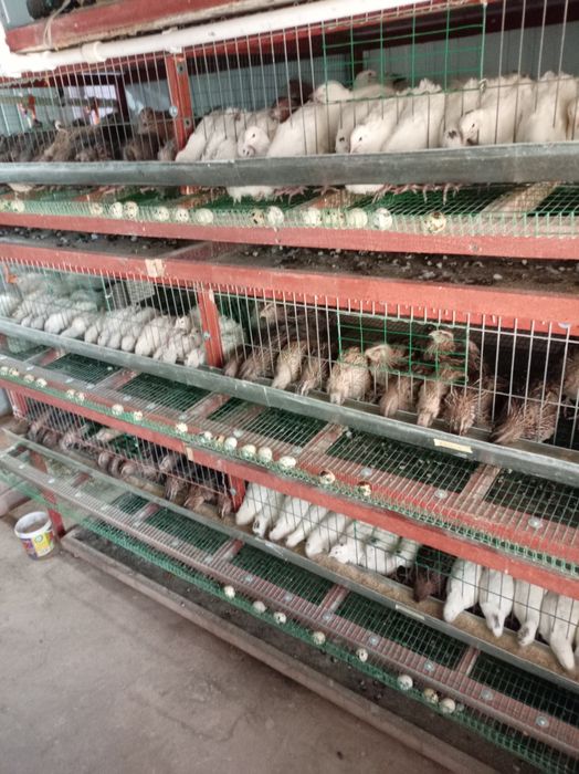 Бедана тухумлари. Перепелиные яйцо