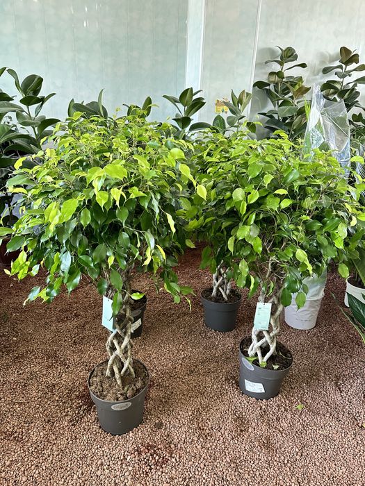 Живые и искусственные растения для дома и офиса от