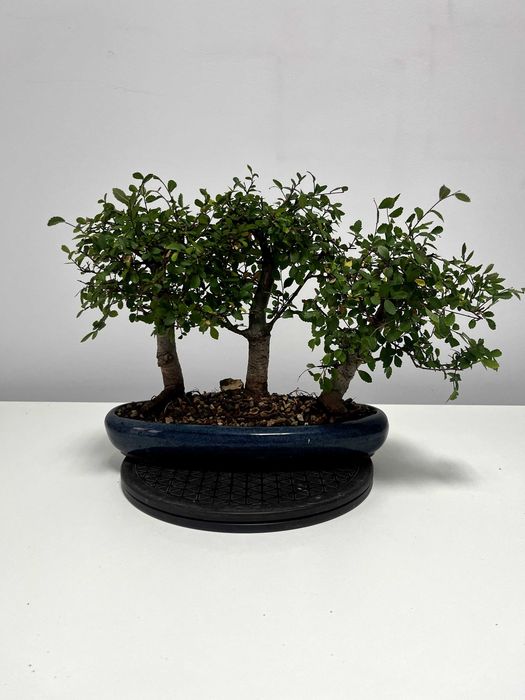 Japanese Elm - Bonsai de interior / Stil forestier