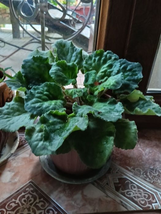 Цветы в  горшках