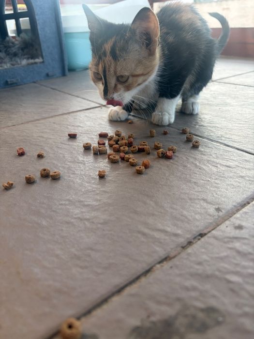 Pisica gratuita spre adoptie